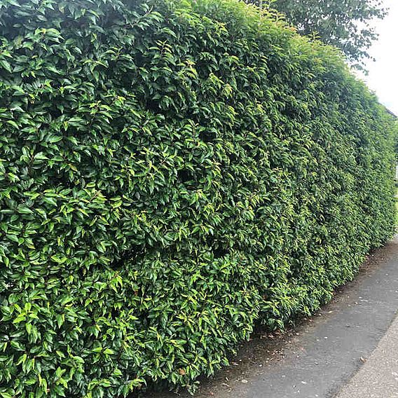 Prunus lusitanica (Hedging)