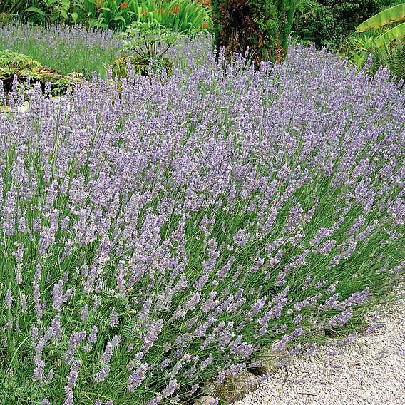 Lavender 'Hidcote Blue' - Seeds
