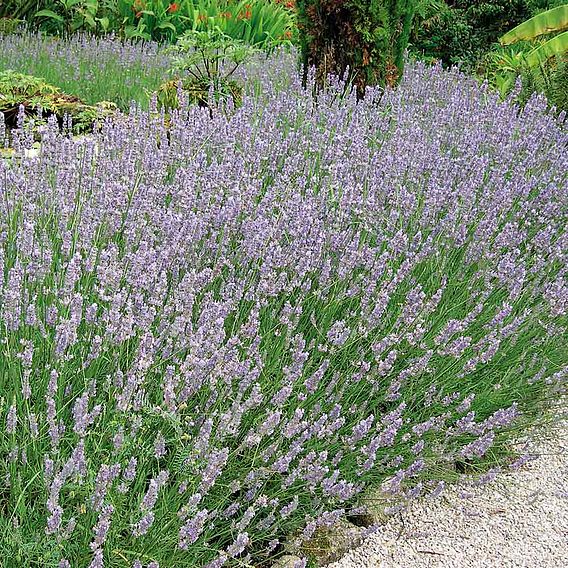 Lavender Seeds - Hidcote Blue