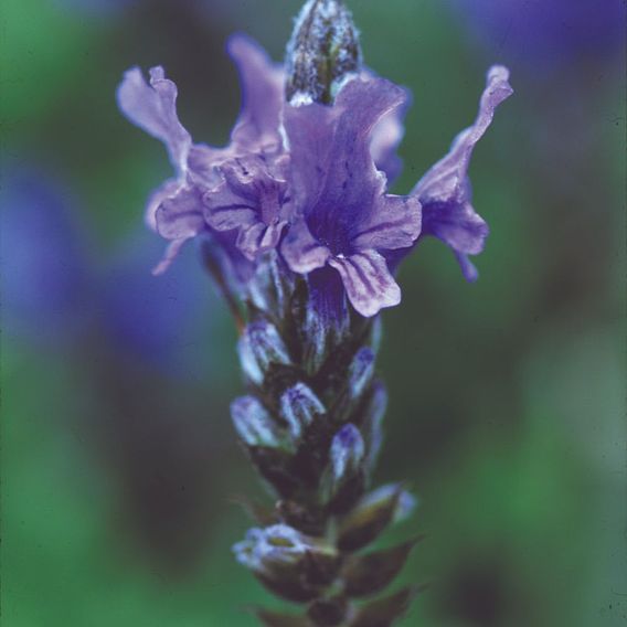 Lavender Seeds - multifida Blue Wonder