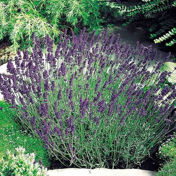 Lavender 'Hidcote Blue' - Seeds