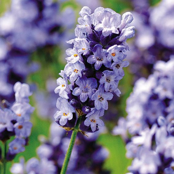 Lavender Seeds - Hidcote Blue