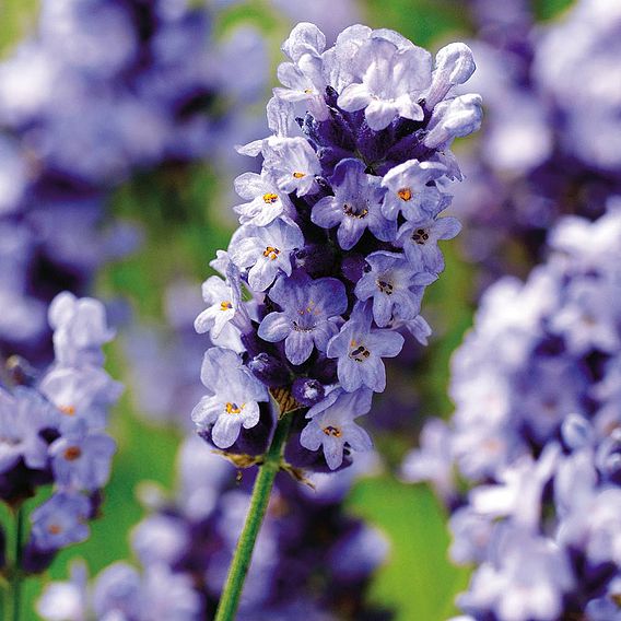 Lavender 'Hidcote Blue' - Seeds