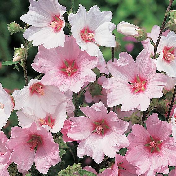 Lavatera x clementii 'Barnsley'