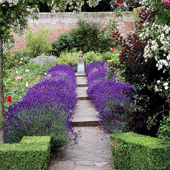 Lavender Plant - Hidcote