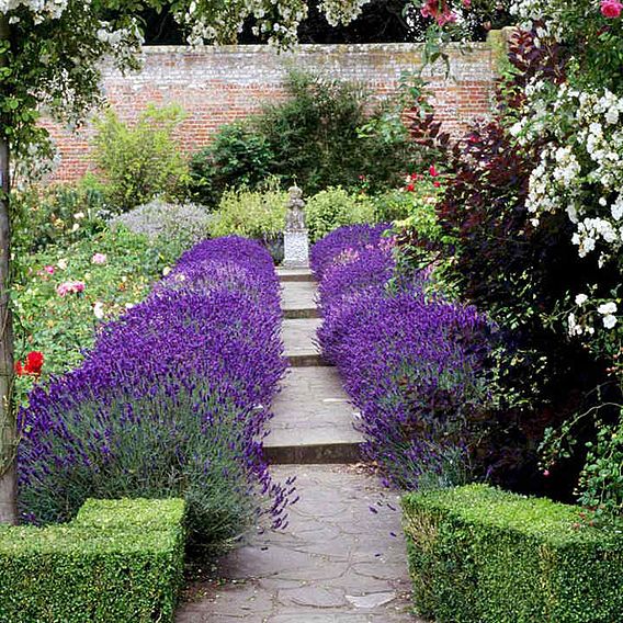 Lavender 'Hidcote'