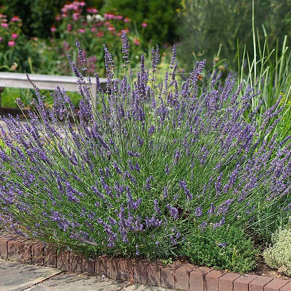 Lavender Plants - Phenomenal