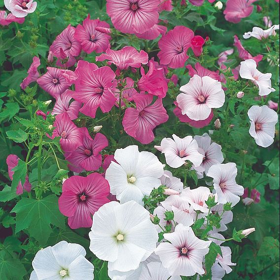 Lavatera trimestris Seeds - Beauty Mix