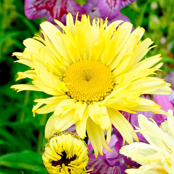 Shasta Daisy 'Goldfinch'