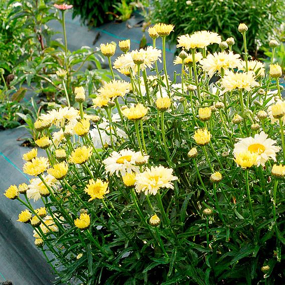 Shasta Daisy 'Goldfinch'