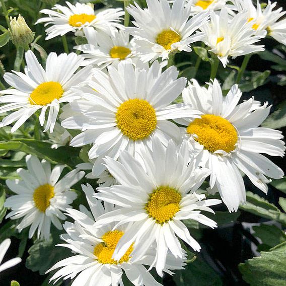 Shasta Daisy 'Madonna'