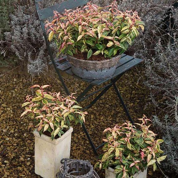 Leucothoe fontanesiana 'Makijaz'