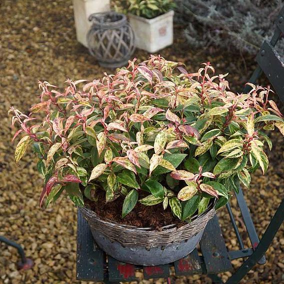 Leucothoe fontanesiana 'Makijaz'