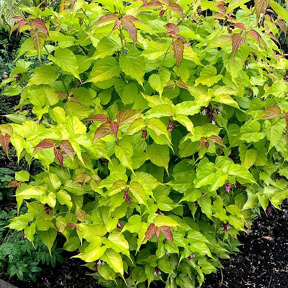 Leycesteria 'Little Lanterns'