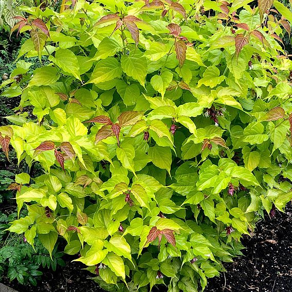 Leycesteria 'Little Lanterns'