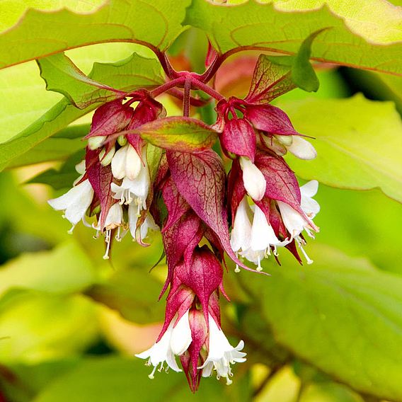 Leycesteria 'Little Lanterns'