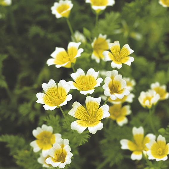 Poached Egg Plant Flower - Seeds