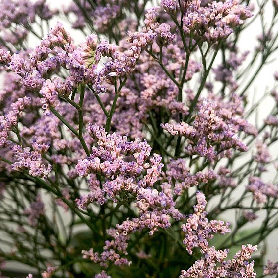 Limonium 'Dazzle Rocks'