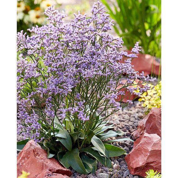 Limonium 'Dazzle Rocks'