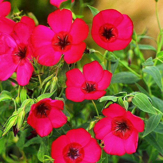 Linum 'Red Robin' - Seeds