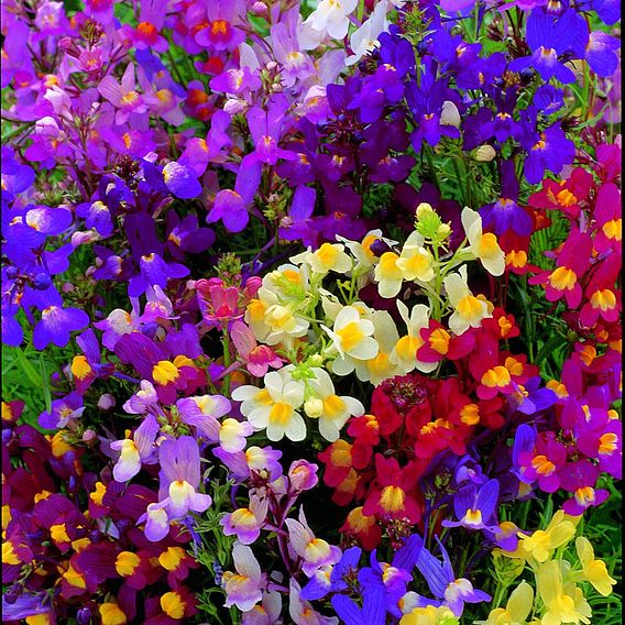 Linaria Seeds - Fairy Bouquet