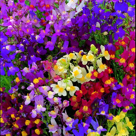 Linaria 'Fairy Bouquet' - Seeds