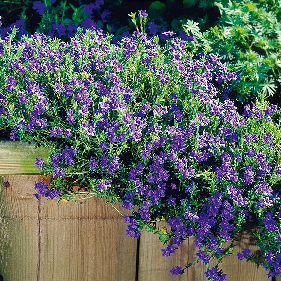 Lithodora diffusa 'Heavenly Blue'