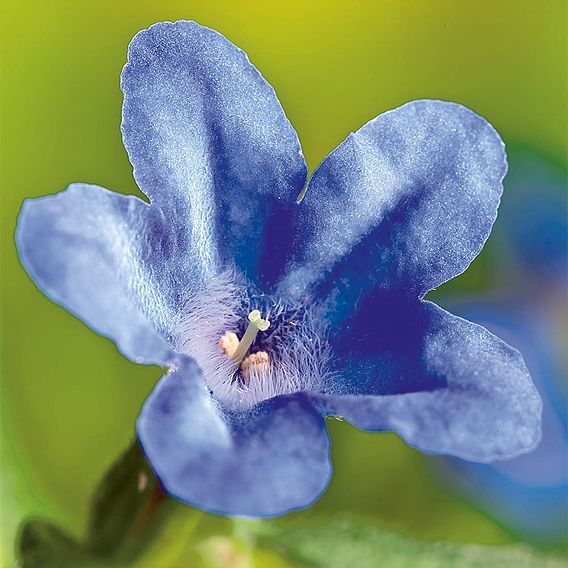 Lithodora diffusa 'Heavenly Blue'