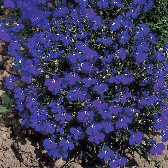 Lobelia 'Crystal Palace' - Seeds