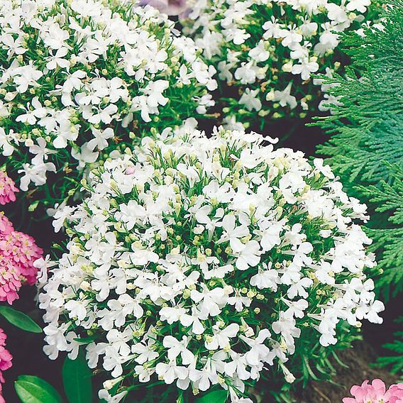 Lobelia 'White Lady' - Seeds