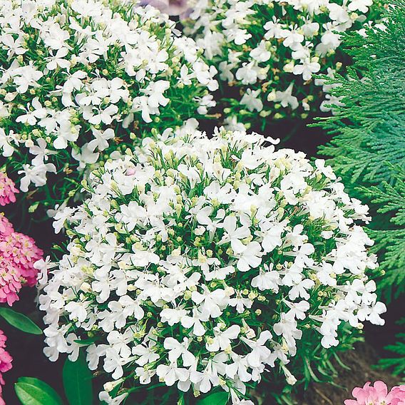 Lobelia Seeds - White Lady