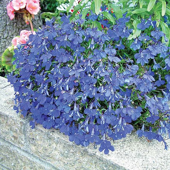 Lobelia 'Crystal Palace' - Seeds