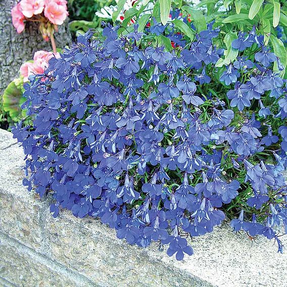 Lobelia Seeds - Crystal Palace