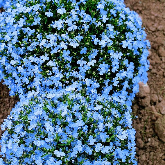 Lobelia 'Cambridge Blue' - Seeds