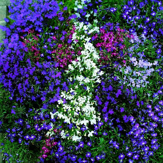 Lobelia 'String of Pearls' - Seeds
