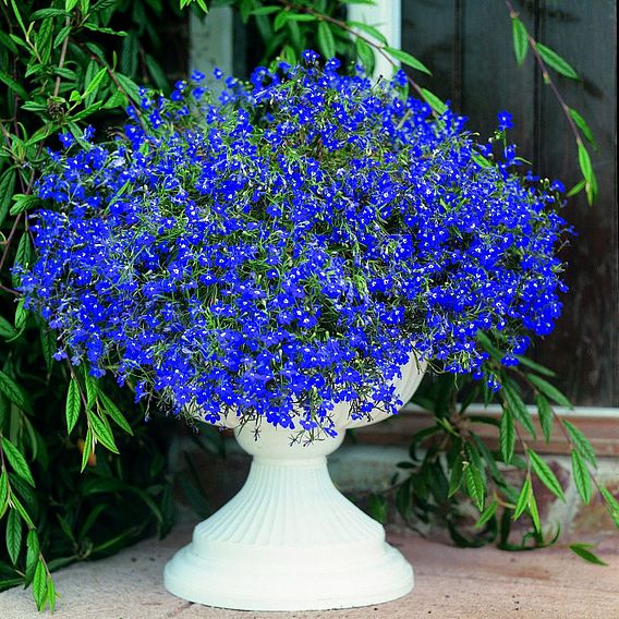 Lobelia 'Sapphire (Blue Basket)' - Seeds