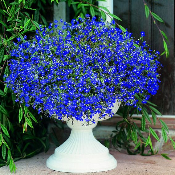 Lobelia Seeds - Sapphire (Blue Basket)