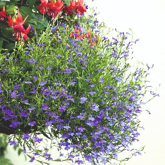 Lobelia 'Monsoon' - Seeds