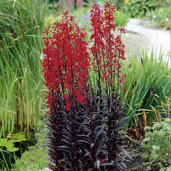 Lobelia 'Queen Victoria' - Seeds