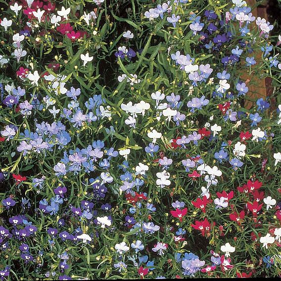 Lobelia Seeds - Cascade Mix