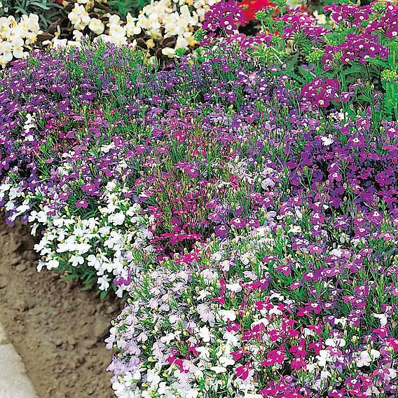 Lobelia 'Cascade Mix' - Seeds