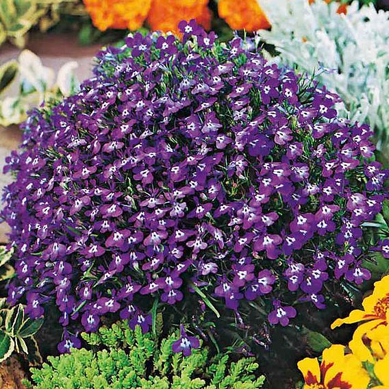 Lobelia 'Mrs Clibran (Bush Variety)' - Seeds