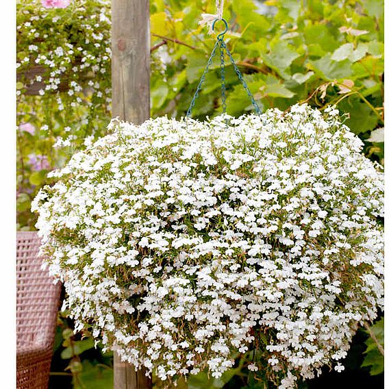 Lobelia Supacoat 'Cascade White' - Seeds