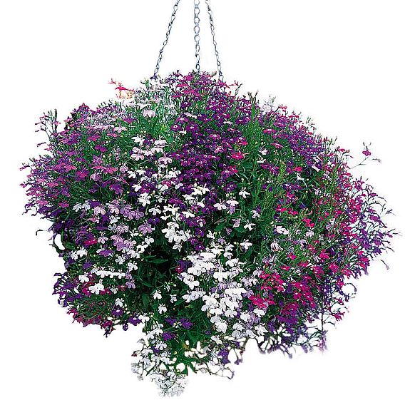 Lobelia 'Cascade Mix' - Seeds