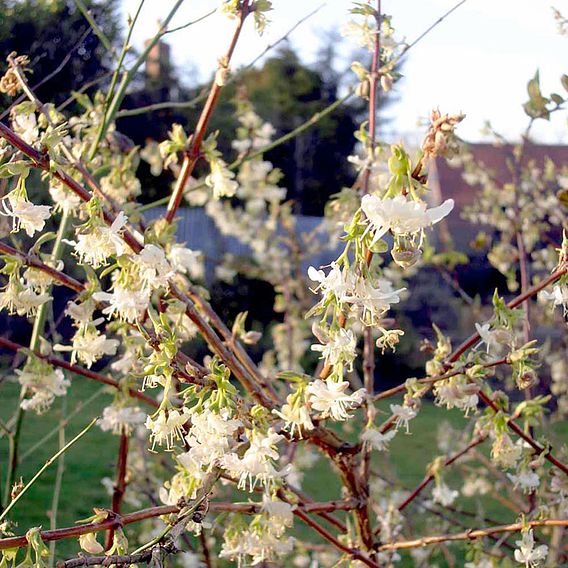 Lonicera Fragrantissima