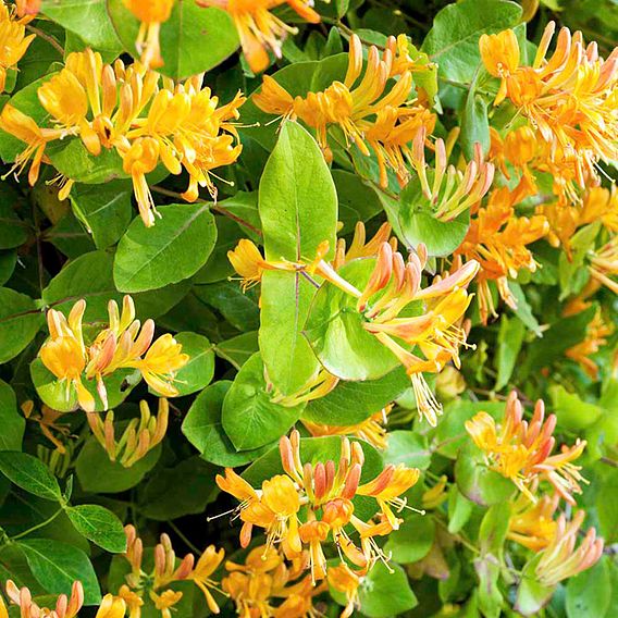 Honeysuckle 'Copper Beauty'