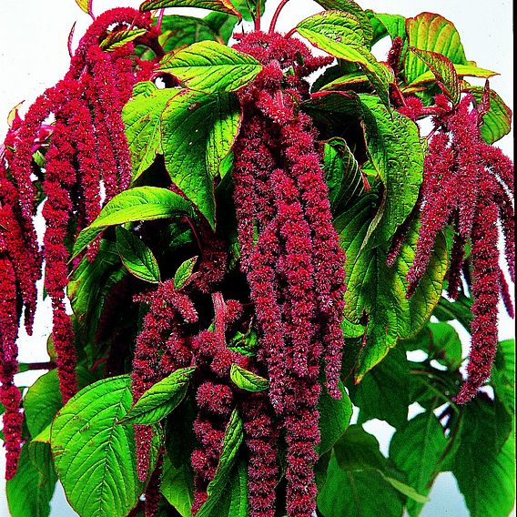 Love-Lies-Bleeding Seeds - Crimson Tassels