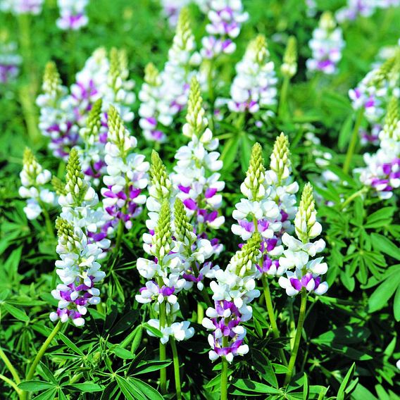 Lupin Seeds - Pink Fairy