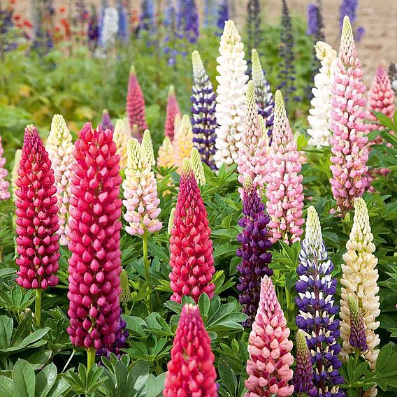 Lupin 'Russell Mix' - Seeds
