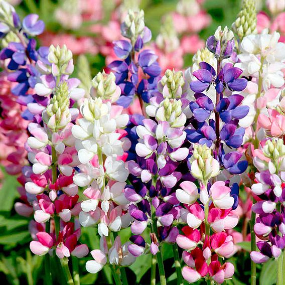 Lupinus Seeds - Avalune Mix